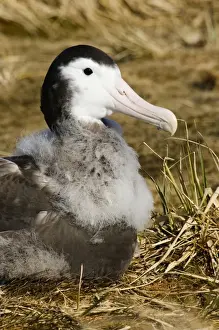 Wandering Albatross Diomedea exulans 10 month old chck on Prion Island in Bay of