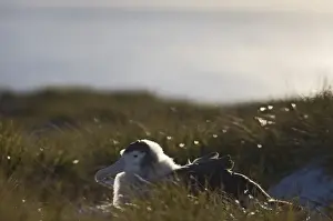Wandering Albatross Diomedea exulans 10 month old chck on Prion Island in Bay of