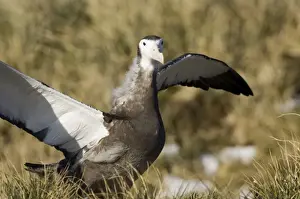 Wandering Albatross Diomedea exulans 10 month old chck on Prion Island in Bay of