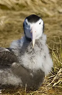 Wandering Albatross Diomedea exulans 10 month old chck on Prion Island in Bay of