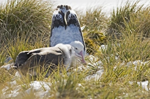 Wandering Albatross Diomedea exulans Southern Ocean nr South Georgia November