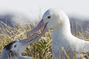 Wandering Albatross Diomedea exulans adult about to regurgitate food to 10 month Wandering Albatross Diomedea exulans adult about to regurgitate food to 10 month