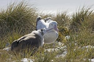 Wandering Albatross Diomedea exulans Southern Ocean nr South Georgia November