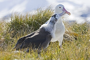 Wandering Albatross Diomedea exulans Southern Ocean nr South Georgia November