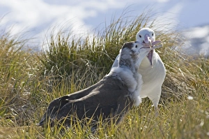 Wandering Albatross Diomedea exulans Southern Ocean nr South Georgia November