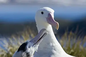 South Georgia Prints: Wandering Albatross Diomedea exulans feeding 10 month old chick on Albatross Island