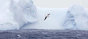 Wandering Albatross Diomedea exulans flying against iceberg in Southern Ocean off Wandering Albatross Diomedea exulans flying against iceberg in Southern Ocean off