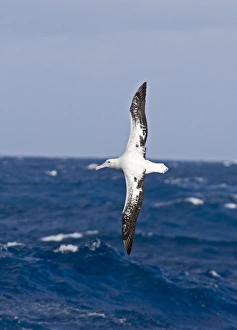 Wandering Albatross Diomedea exulans Southern Ocean nr South Georgia November Wandering Albatross Diomedea exulans Southern Ocean nr South Georgia November