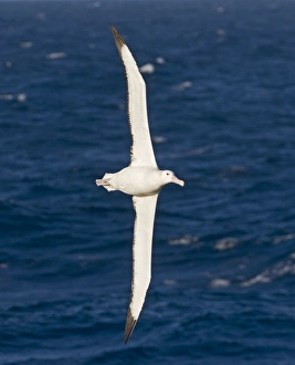 Wandering Albatross Diomedea exulans Southern Ocean nr South Georgia November