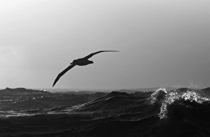Wandering Albatross Diomedea exulans Southern Ocean nr South Georgia November