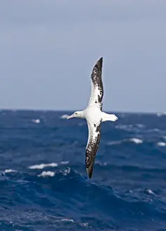 South Georgia Prints: Wandering Albatross Diomedea exulans Southern Ocean nr South Georgia November