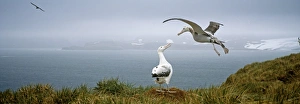 Bird Prints: Wandering Albatross, Diomedia exulans, pair, Albatross Island, Bay of Isles, South Georgia