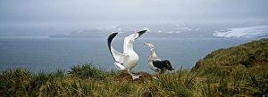 Albatross Prints: Wandering Albatross, Diomedia exulans