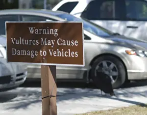 Everglades Prints: Warning sign against American Black Vultures pulling rubber seals from cars in Anhinga