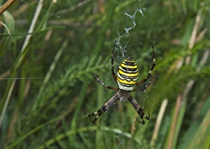 Wasp Spider Kent UK august
