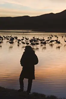 People Prints: watching Sandhill Cranes Grus canadensis arriving on roosting pond Bosque del Apache