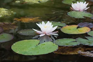 Water Lily on ornamental pond Cornwall