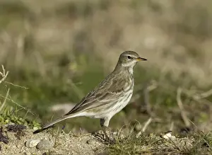 Pipit Prints: Water Pipit Anthus spinoletta Northerrn Greece January