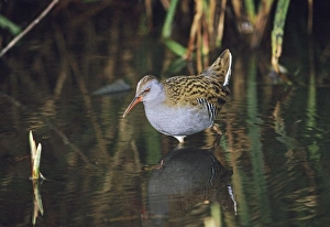 Water Rail Rallus aquaticus feeding Kent UK