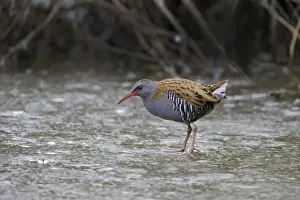 Winter Prints: Water Rail (Rallus aquaticus) male feding on icy pool Slimbridge winter