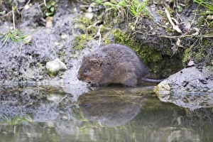 Water Vole Arvicola amphibius Norfolk