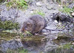 Nesting Prints: Water Vole Arvicola amphibius Norfolk