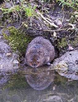 Water Vole Arvicola amphibius Norfolk