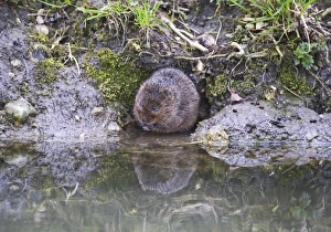 Water Vole Arvicola amphibius Norfolk