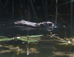 Water Vole Arvicola amphibius Titchwell RSPB Reserve Norfolk summer Water Vole Arvicola amphibius Titchwell RSPB Reserve Norfolk summer