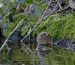 Water Vole on river bank Derbyshire April