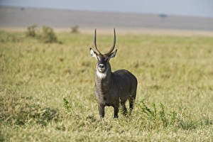 Kenya Prints: Waterbuck Kobus ellipsiprymnus Masai Mara Kenya