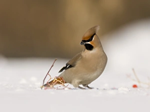 Waxwing Finland winter