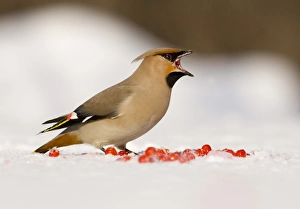 Waxwing Finland winter
