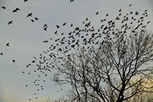 Waxwing flock going to roost Northumberland November 2004