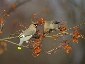 Waxwings feeding on Rowan berries Northumberland November 2004 Waxwings feeding on Rowan berries Northumberland November 2004