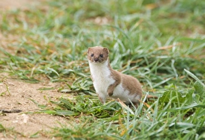 Weasel Mustela nivalis East Bank Cley Norfolk April