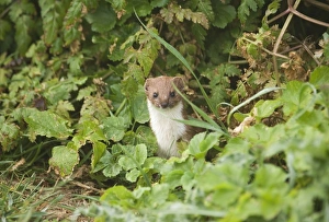 Weasel Mustela nivalis East Bank Cley Norfolk April