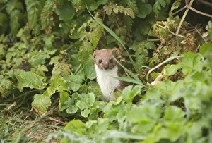Weasel Mustela nivalis East Bank Cley Norfolk April