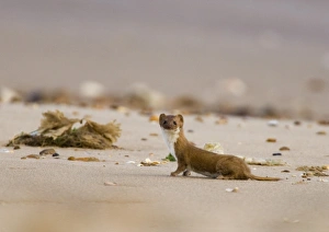 Weasel Prints: Weasel, Mustela nivalis, Holme Norfolk September