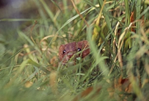 Weasel, Mustela nivalis, hunting in long grass, Kent, UK