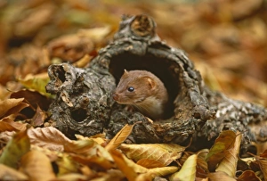 Weasel Prints: Weasel, Mustela nivalis, peering from log, Kent, UK