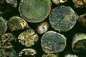Weasel Prints: Weasel, Mustela nivalis, peering from log pile, UK