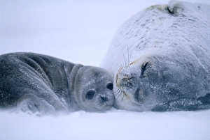 Weddell Seal, Leptonychotes weddelli, mother & young pup, Weddell Sea, Antarctica
