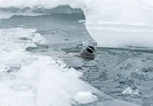 Images Dated 8th November 2005: Weddell Seal Leptonychotes weddellii poking nostrils though hole in sea ice of Weddell