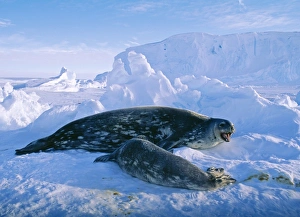 Weddell Seal with pup, Leptonychotes weddellii, on sea ice of Weddell Sea, Antarctica Weddell Seal with pup, Leptonychotes weddellii, on sea ice of Weddell Sea, Antarctica