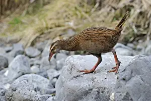 Weka Gallirallus australis South Island New Zealand