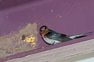 Queensland Prints: Welcome Swallow Hirundo neoxena Cairns Queensland Australia
