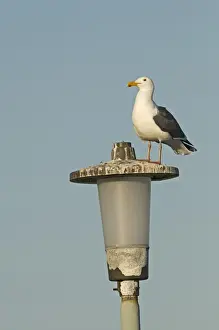Western Gull Larus accidentalis adult La Jolla San Diego California USA