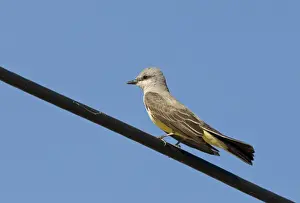 California Prints: Western Kingbird Tyrannus verticalis Salton Sea California USA April