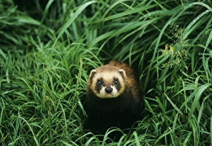 Mammal Prints: Western Polecat UK summer